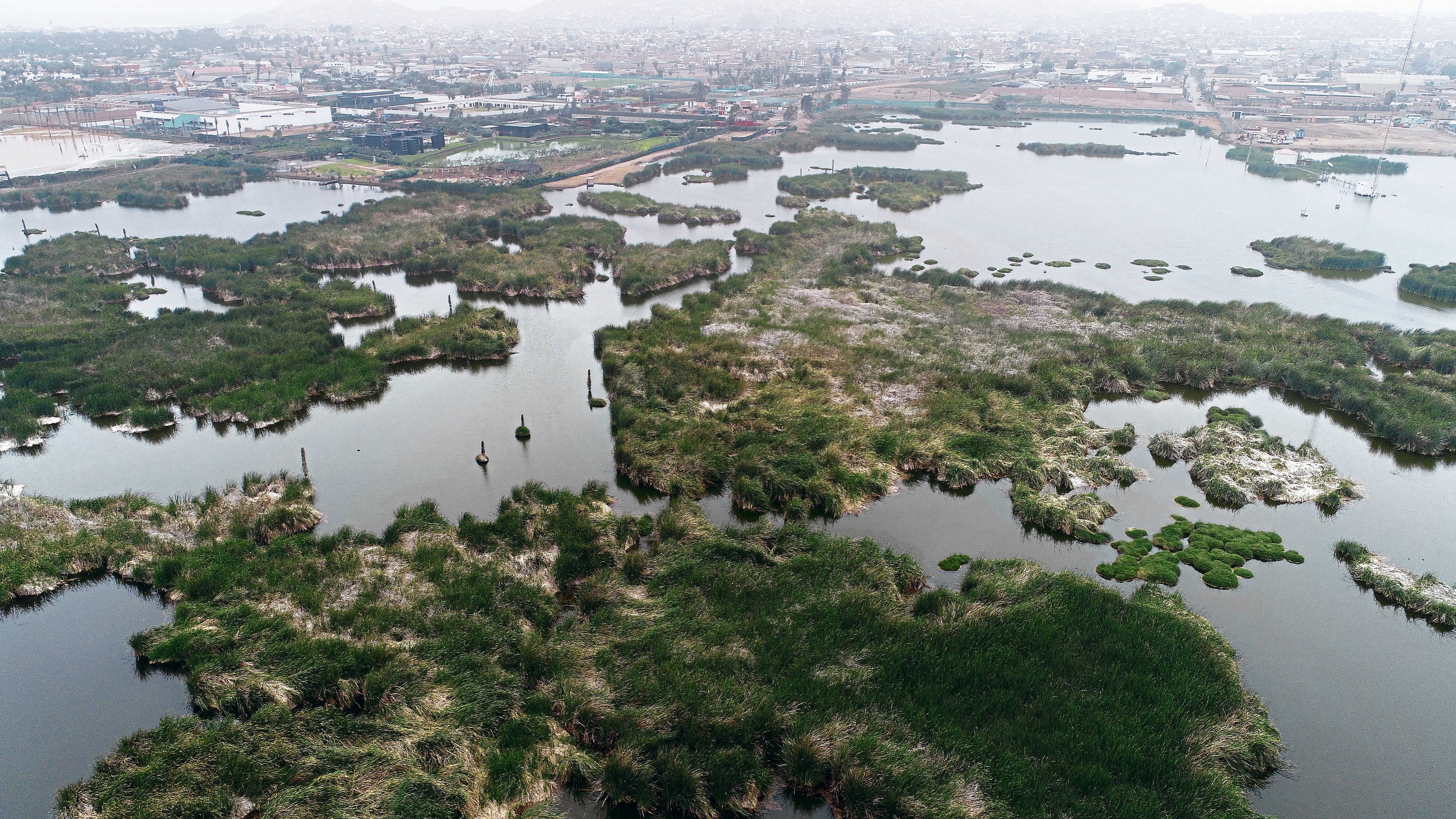Especialista señala que disminución del recurso hídrico afectaría a las miles de aves migratorias que llegan desde el hemisferio norte durante el verano.