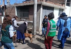 Arequipa: multa de S/ 11 mil por criar perros en la calle o instalar sus casas en las veredas