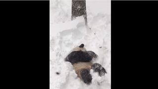 ​YouTube: Un oso panda es el más feliz con tormenta de nieve en EE.UU