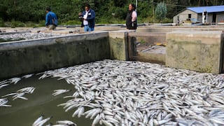 Pariahuanca: Pobladores desconfían de la ANA y exigen respuestas tras mortandad de truchas en el Río Yuracyacu
