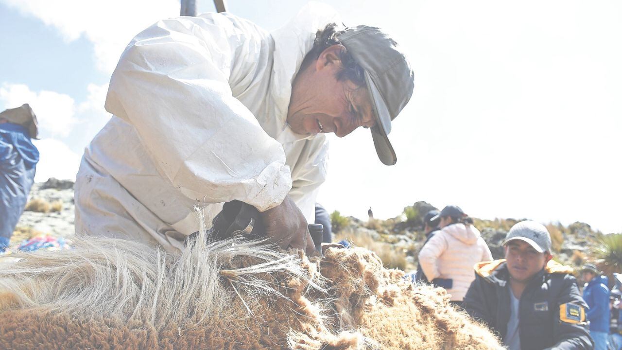 En la provincia de Santiago de Chuco, durante tradicional y ancestral fiesta Chaku. Actividad contó con el apoyo de la Gerencia Regional de Agricultura.