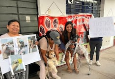 Rescatista pide evitar desalojo de perros rescatados y solicita diálogo con Municipalidad de Ica