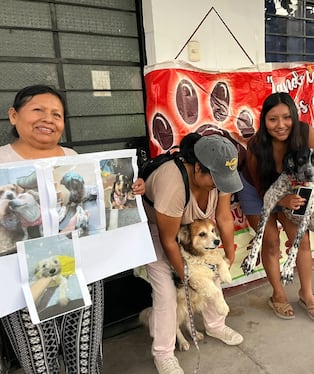 Rescatista pide evitar desalojo de perros rescatados y solicita diálogo con Municipalidad de Ica