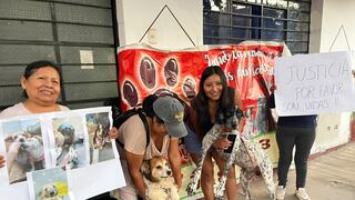 Rescatista pide evitar desalojo de perros rescatados y solicita diálogo con Municipalidad de Ica