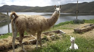 Bolivia promoverá el consumo de la carne de llama