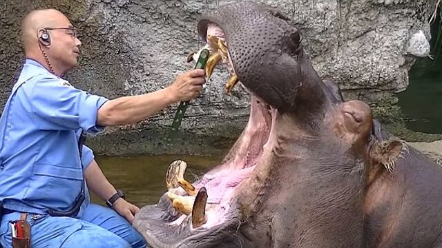YouTube: cuidador cepilla los dientes a hipopótamo y causa furor en internet (VIDEO)