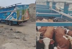 La Libertad: Recuperan un camión y 20 cabezas de ganado que habían sido robados en Virú