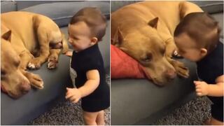 YouTube: mira a reacción de un pitbull ante el beso de un bebé