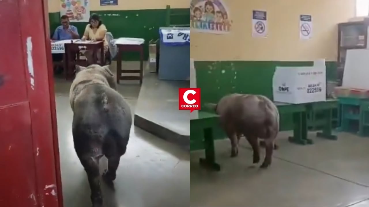 Elecciones 2026: cerdo invade salón de votación en Ica y desata risas entre los electores. Composición: Diario Correo.