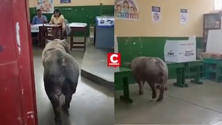 Elecciones 2026: cerdo invade salón de votación en Ica y desata risas entre los electores