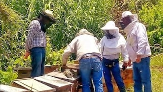 Ica: Muerte masiva de abejas afectó a apicultores de la región