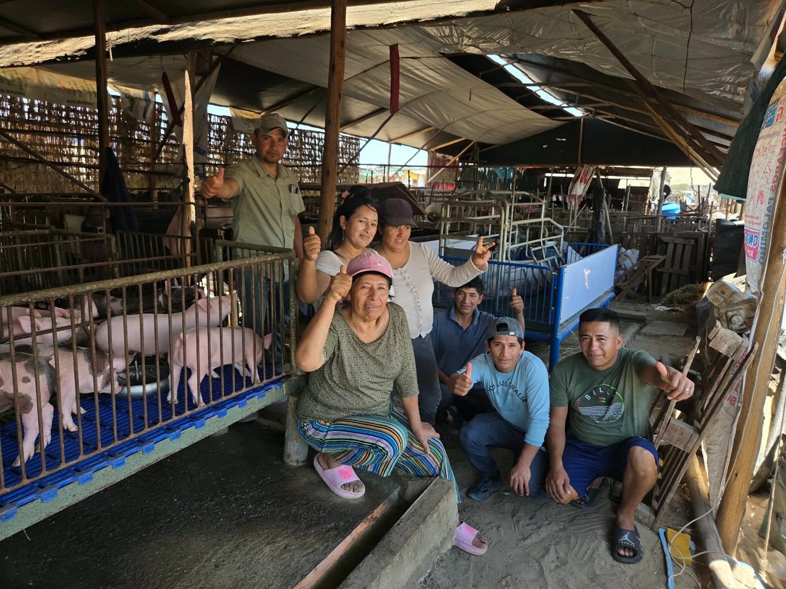 PROCOMPITE culminó tres planes de negocio para fortalecer la crianza porcina en Ica