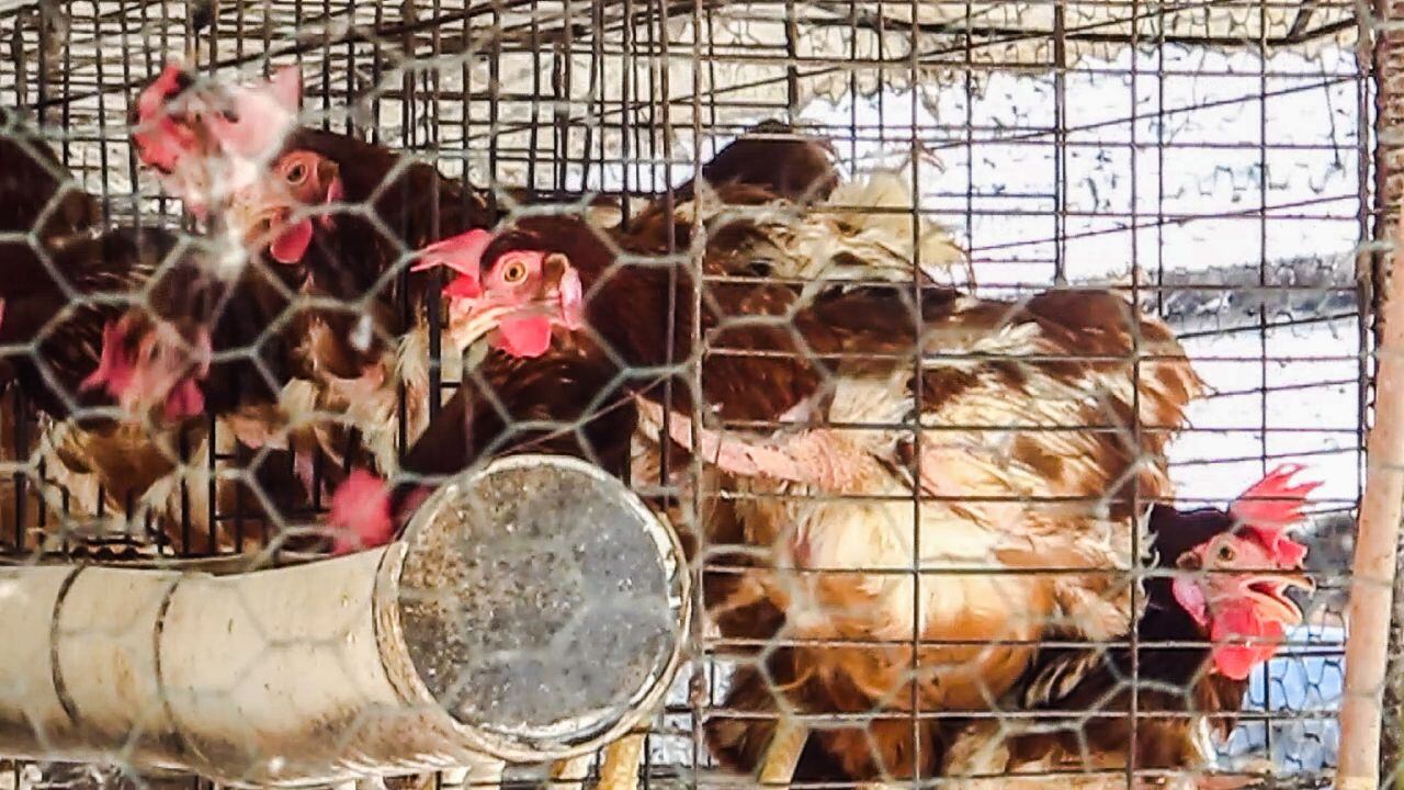 Compromiso Verde organizará una capacitación gratuita para productores avícolas y estudiantes de carreras relacionadas.