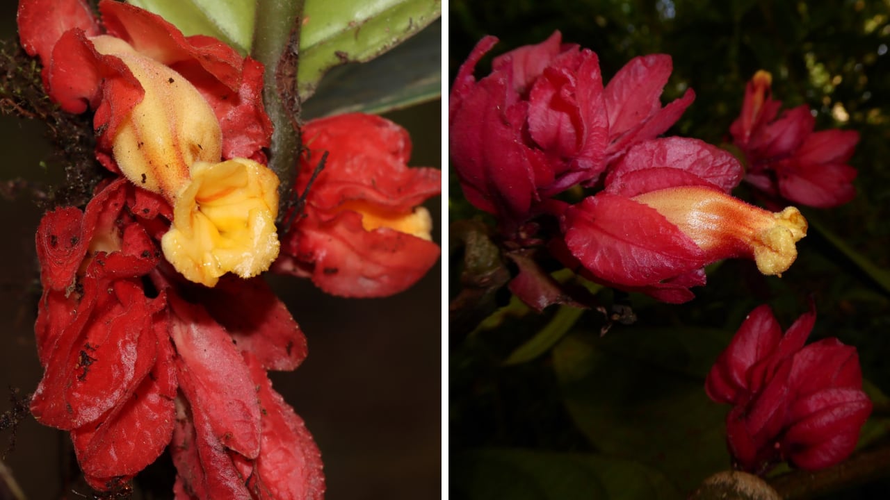 El hallazgo científico fue realizado en Oxapampa durante trabajos de monitoreo ecológico. La nueva especie pertenece a la familia Gesneriaceae y destaca por sus flores amarillas y brácteas rojas.