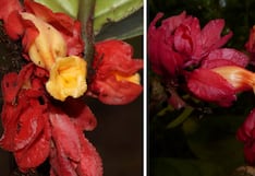 Descubren nueva especie de planta en la selva central del Perú: Drymonia crassolobulata