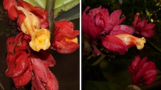 Descubren nueva especie de planta en la selva central del Perú: Drymonia crassolobulata