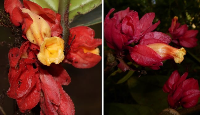 El hallazgo científico fue realizado en Oxapampa durante trabajos de monitoreo ecológico. La nueva especie pertenece a la familia Gesneriaceae y destaca por sus flores amarillas y brácteas rojas.