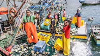 Arequipa: Comienza la exportación del pescado de Islay para el mundo 