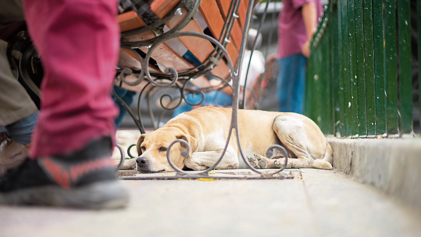 Un grupo de médicos veterinarios coincide en que este problema afecta el bienestar de la población, ya que puede ser fuente de diversas enfermedades causadas por bacterias y parásitos