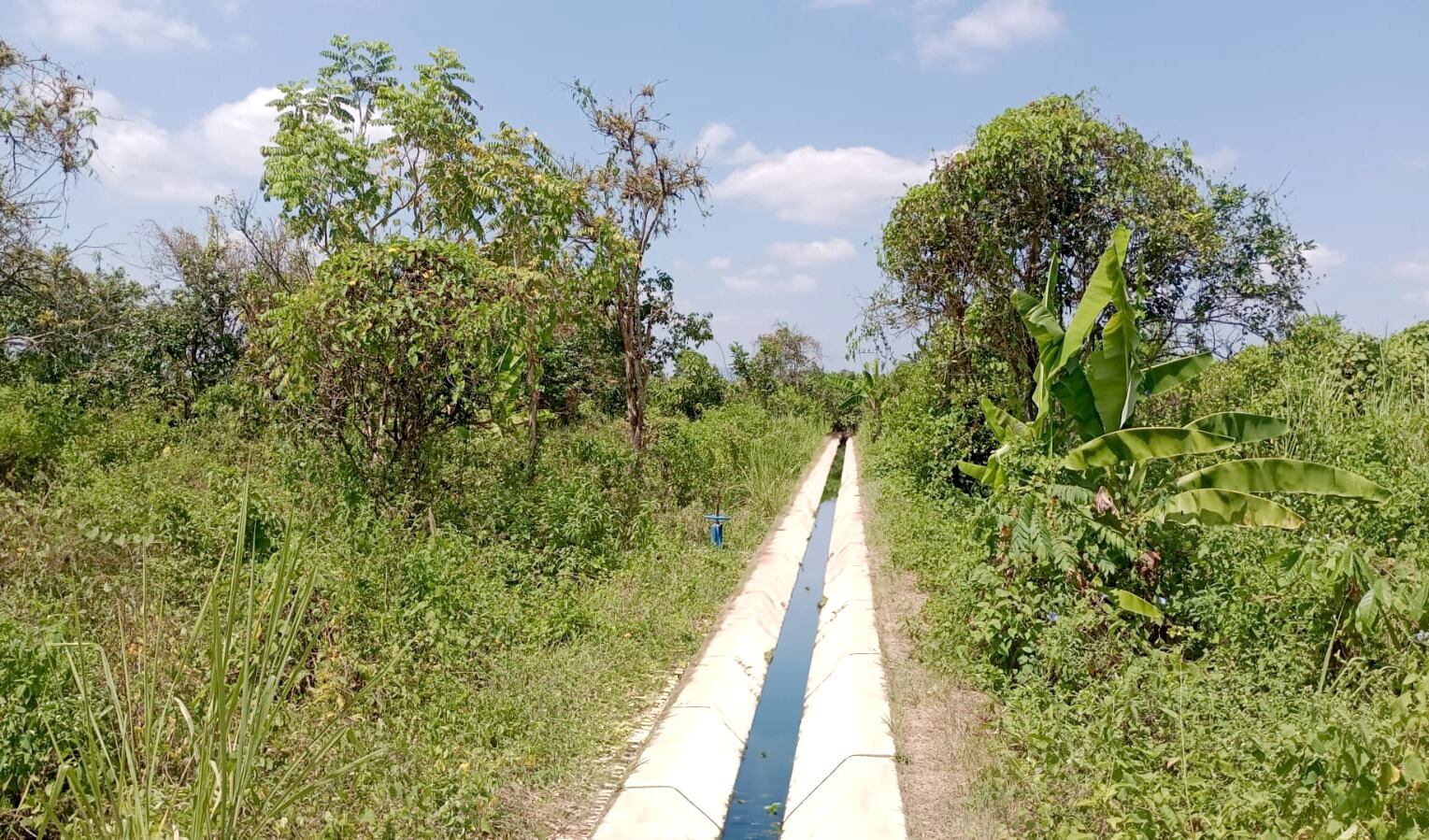Obra financiada por la Autoridad para la Reconstrucción con Cambios ayudó a incrementar la producción de cítricos en caserío Isla Noblecilla
