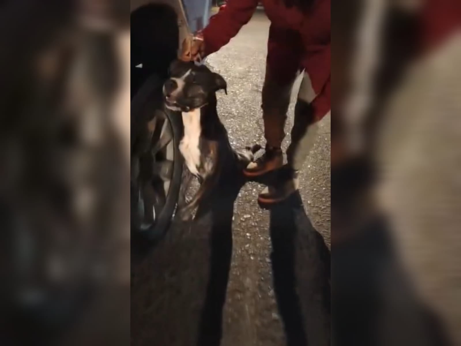 Maltrato animal en Arequipa: conductor arrastra a un perro atado del cuello en Majes