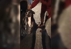 Maltrato animal en Arequipa: conductor arrastra a un perro atado del cuello en Majes (VIDEO)