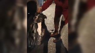 Arequipa: Murió “Gohan”, el perrito que fue arrastrado por una camioneta en Majes