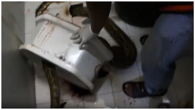 Culebra mordió miembro de hombre y se quedó atracada en el inodoro (VIDEO)