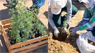 Un árbol, una esperanza: celebran el Día del Árbol con reforestación de huarangos