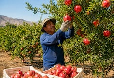La región Ica concentra el 91% de la producción nacional de granada