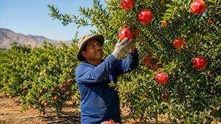 La región Ica concentra el 91% de la producción nacional de granada