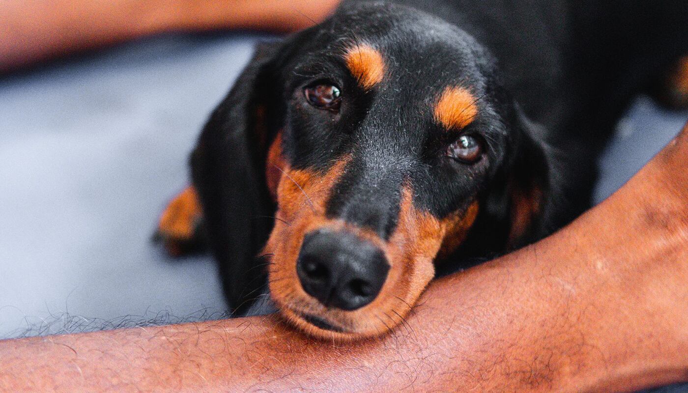 El cansancio, la tos persistente o la dificultad para respirar no siempre son consecuencia de la edad. Especialistas recomiendan realizar controles cardiológicos anuales en perros mayores de siete años para detectar a tiempo enfermedades del corazón. (Foto: Pexels)