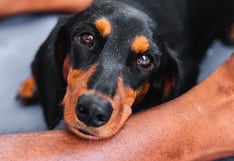 Insuficiencia cardíaca en perros: señales que no debes ignorar
