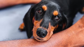 Insuficiencia cardíaca en perros: señales que no debes ignorar