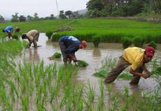 Piura: Nueva semilla de arroz ahorra 3 000 litros de agua
