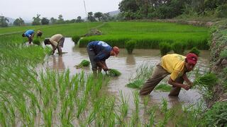 Piura: Nueva semilla de arroz ahorra 3 000 litros de agua