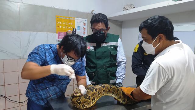 Lluvias en Piura: Serfor rescata animales silvestres afectados por las precipitaciones