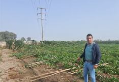 Pisco: tormenta de arena afectó 250 hectáreas de cultivo de maíz choclo y maracuyá