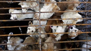 Comercio de carne de perro y gato expande la rabia en Asia