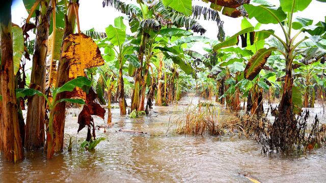 Madre de Dios: inundaciones arrasan hectáreas de cultivos y deja más de 2 mil pobladores afectados (FOTOS)