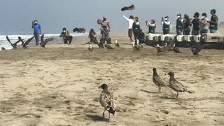 Liberan en una playa a 39 aves afectadas por derrame de petróleo tras recibir atención en Parque de las Leyendas