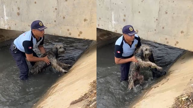La Libertad: Sereno rescata a un perro que era arrastrado por las aguas en una acequia