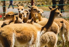 Arequipa concentra el 88,9% de las vicuñas registradas en áreas protegidas del país