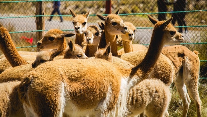 Población de vicuñas en áreas naturales protegidas crece 41,2%. Foto: Ministerio del Ambiente.