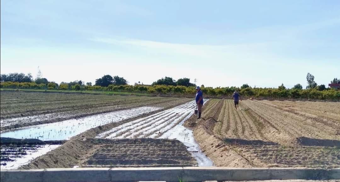 Terrenos agrícolas requieren ser formalizados para tener beneficios. (Foto:GEC)