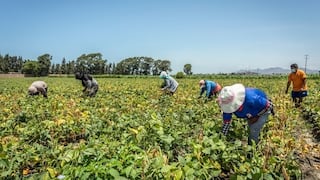 Más de 500 agricultores en Junín aún no cobran el Fertiabono