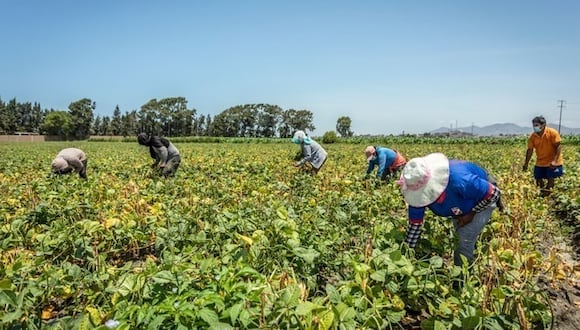 Te contamos cómo puedes saber si eres uno de los productores agrÍcolas beneficiarios del FertiAbono otorgado por el MIDAGRI a nivel nacional. (Foto: gob.pe)