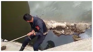 Bomberos y Policía colaboran para rescatar a un asustado perro que cayó al río (VIDEO)