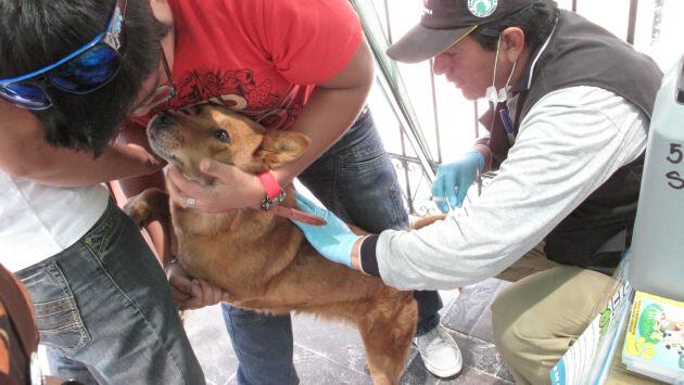 Rabia canina se reportó en el distrito de Paucarpata. (Foto: GEC)