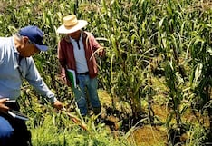 Arequipa: Salinidad de tierras reduce producción agrícola en 20%